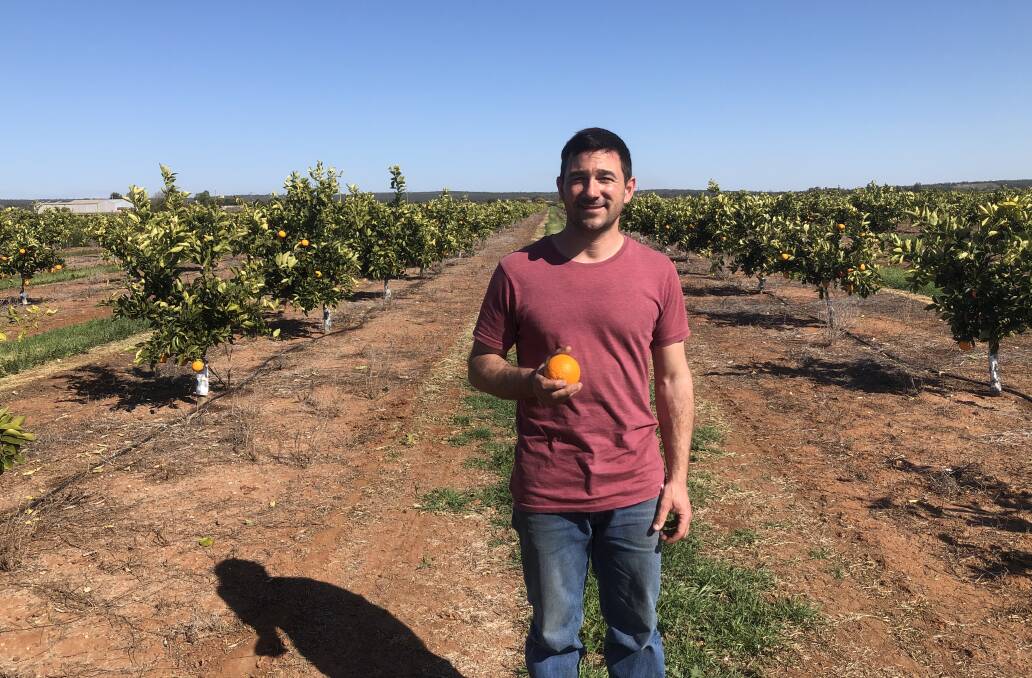 MANCINI: Vito Mancini, the chair of the Griffith and District Citrus Growers Association, said that the fruit flies this season would get worse before they could get better. PHOTO: Cai Holroyd