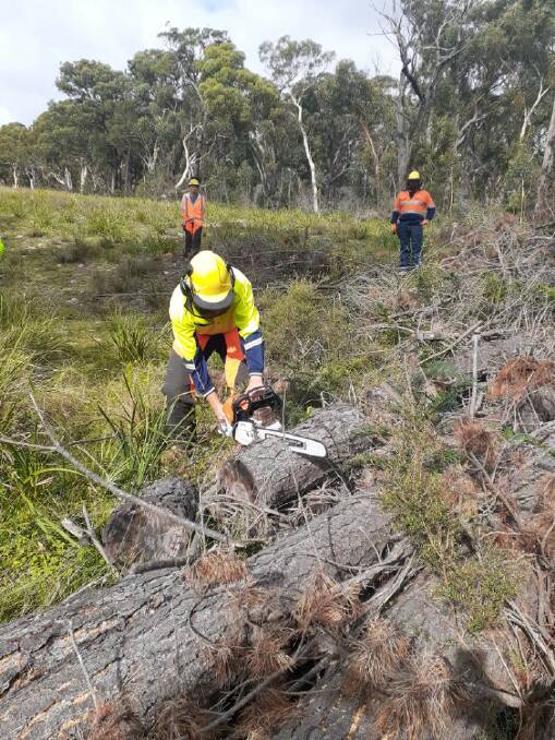 A TAFE NSW student during a recent chainsaw operations course. Photo: Provided.