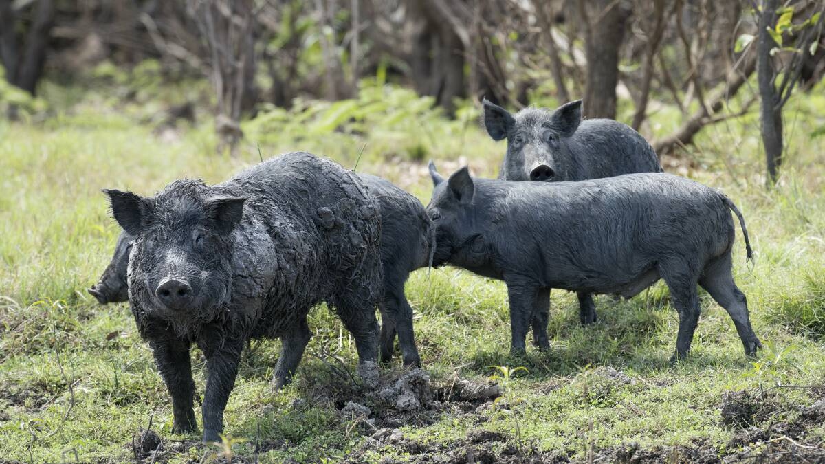 Huge success of feral pig control program