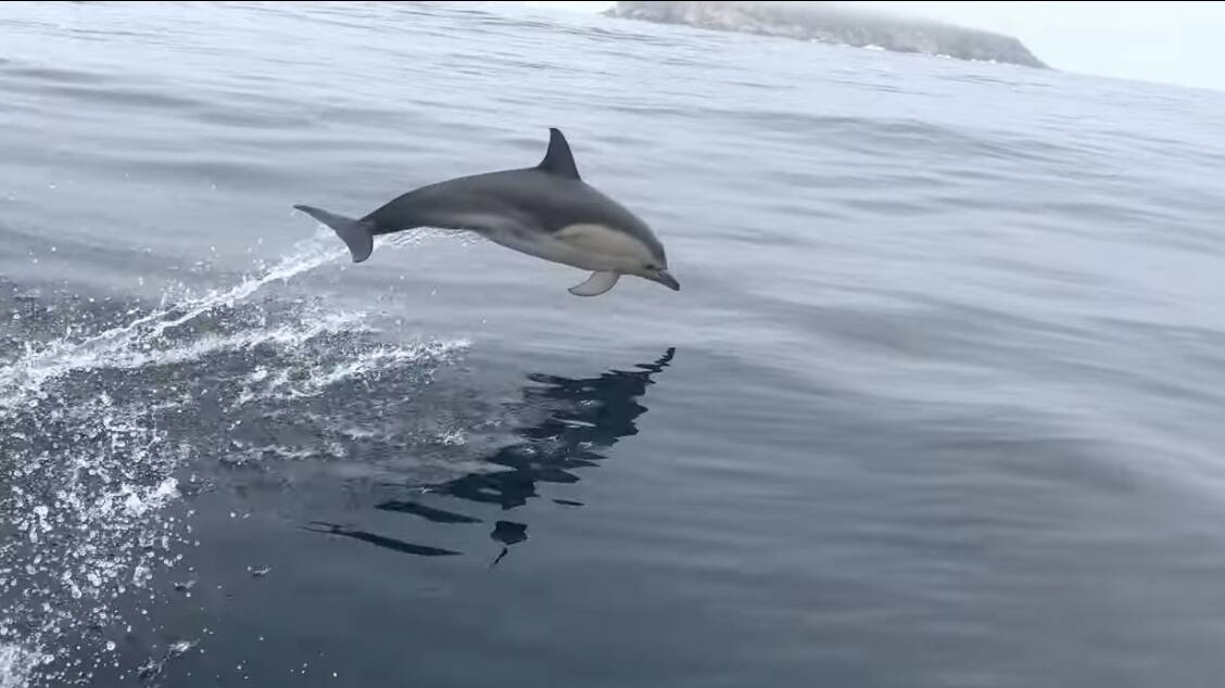 PLAYFUL FRIEND: A curious pod of dolphins joined the trio on the last stretch of the journey, coming back to Apollo Bay. PHOTO: Contributed