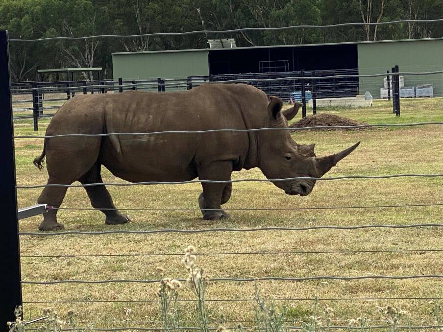 CAMERA SHY: Kei the White Rhino is at Altina Wildlife Park, on loan from Mogo Wildlife Park in an effort to facilitate conservation efforts. PHOTO: Contributed