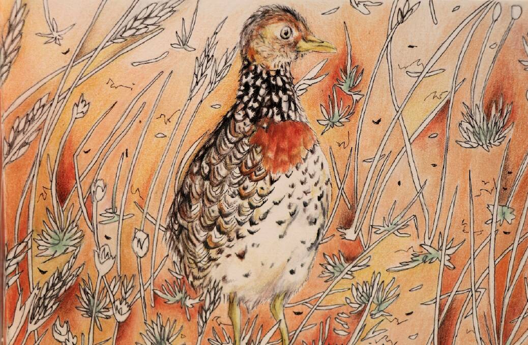'Plains Wanderer: Surviving Paddock'. From the 2021 exhibition "Bringing Back the Plains Wanderer from the Brink" by South West Arts and Murray Local Landcare Services. IMAGE: Josephine Duffy