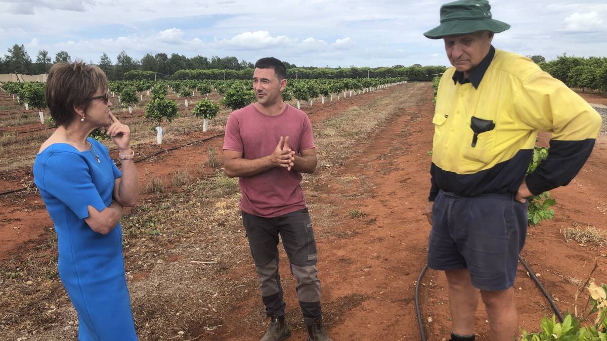 DAMAGED FRUIT: Vito Mancini, Phillip Andreatta and MP Helen Dalton met to observe the devastation that struck Phil's farm after the hail. PHOTO: Cai Holroyd