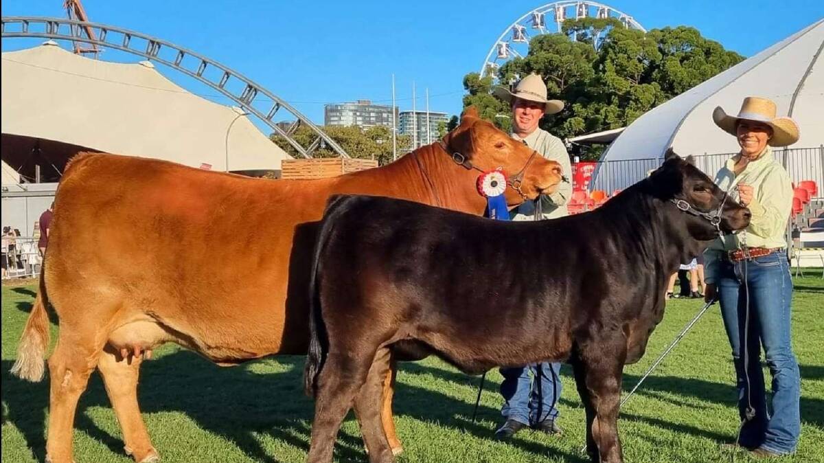 PASTURE PRIME: Peter Kylstra with Progress Perfect Storm P5 (back) and Olivia Dury with the heifer Progress Perfect Storm R4. PHOTO: Contributed