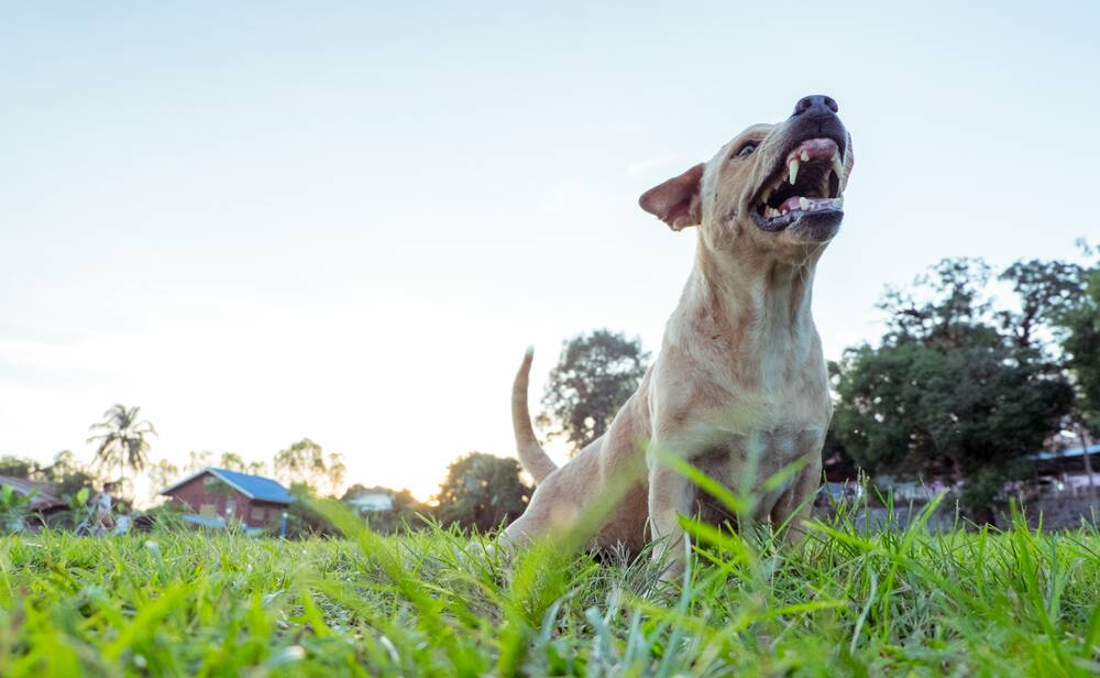 WOOF: Griffith City Council is urging pet owners to take more responsibility for their pet's behaviour. PHOTO: File