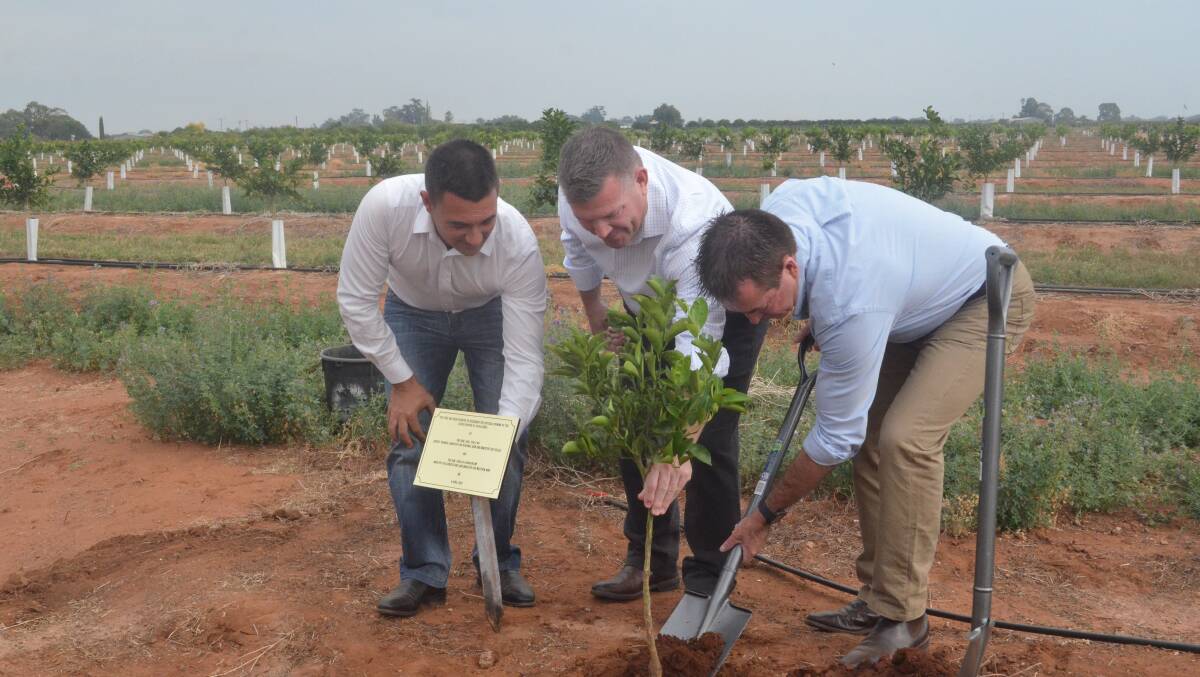 GROWTH INDUSTRY: Chair of Griffith and District Citrus Growers Association Vito Mancini, Minister for Agriculture Dugald Saunders and Deputy Premier Paul Toole planting a tree at the new centre. PHOTO: Cai Holroyd