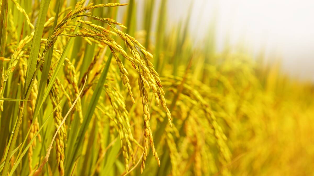 Rice growers support continuation of vesting
