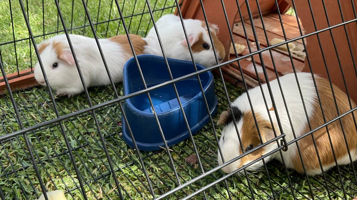 Resident guinea pigs at Uniting Aged Care (formerly Bupa) Griffith. Minnie and Ginger have been at the aged care facility for over two years and now share their home with their child Ginger. 