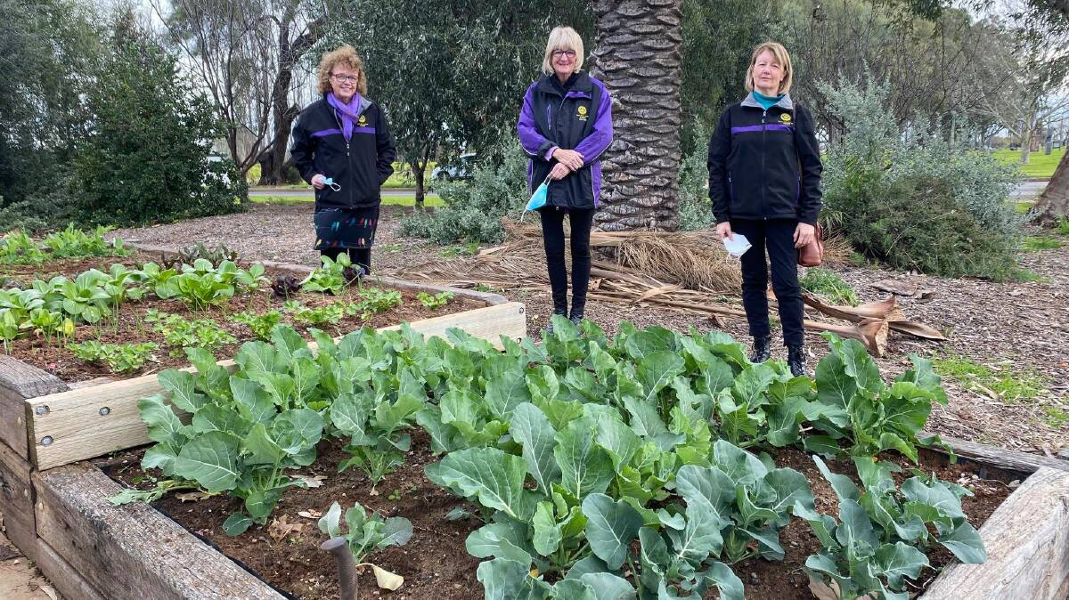 GREEN THUMBS: Valerie O'Meara, Merveen Sjollema and Vicki Stonestreet from the Rotary Club of Griffith Avanti. PHOTO: Lizzie Gracie