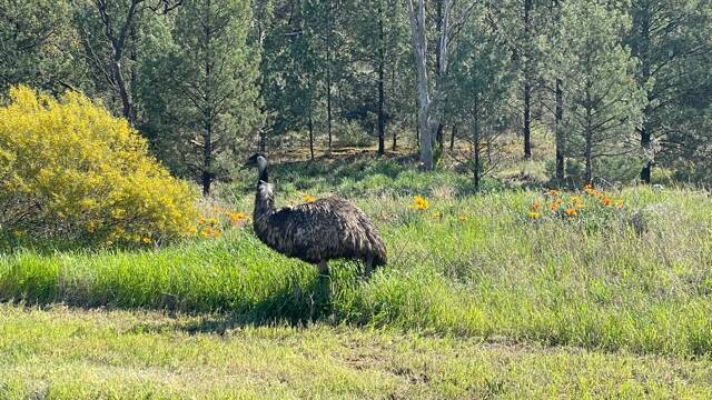 GOING EXPLORING: An emu photographed by a Feral Jogger on McNabb Crescent on September 2nd. PHOTO: Supplied