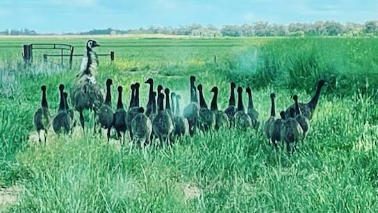 OUT FOR A STROLL: Lea and Wayne Salvestro spotted one emu dad walking alongside 27 emu chicks on their property this week. PHOTO: Wayne Salvestro