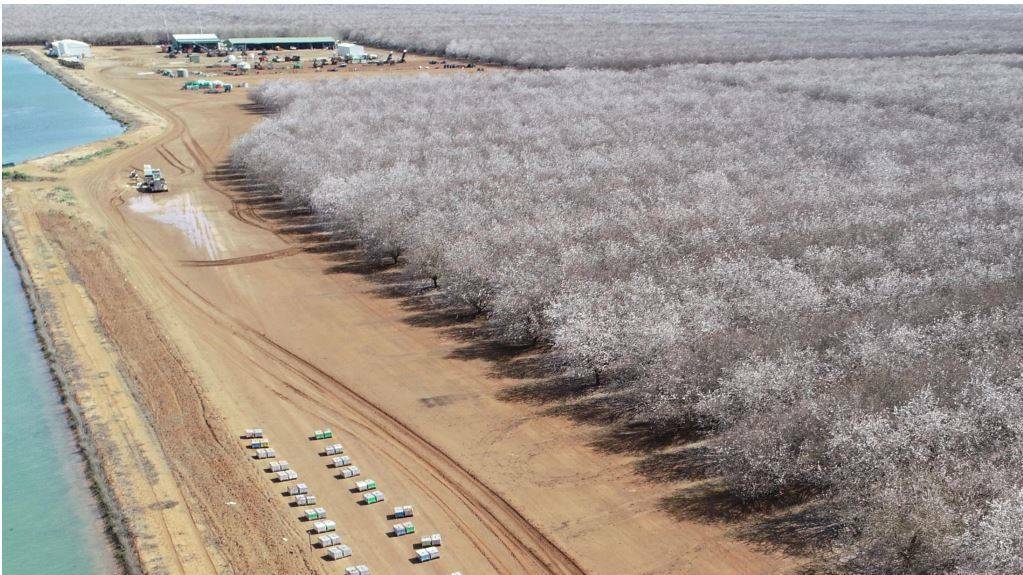 RIVERINA ALMOND ORCHARD FROM ABOVE: The Mooral Almond Orchard at Hillston PHOTO: Rural Funds Group 