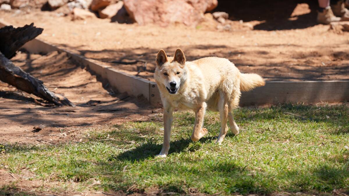 ONE HAPPY DINGO: The bachelors have been busy exploring their new purpose built enclosure PHOTO: Vince Bucello