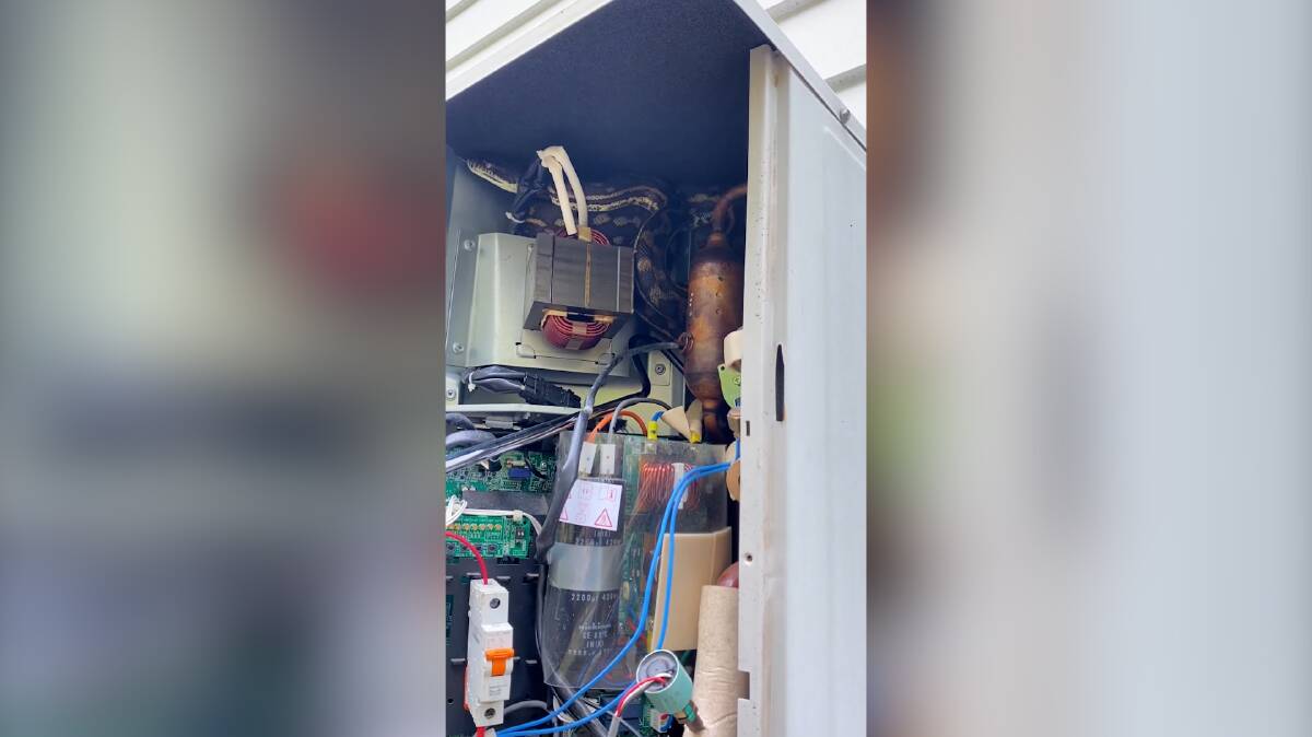 An air conditioning technician found a carpet python (pictured) curled up inside a unit to keep warm on an overcast day in Burderim, Queensland. 