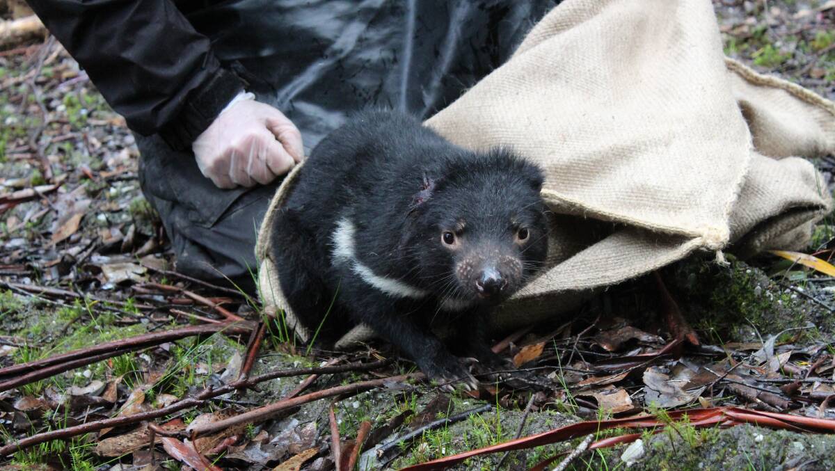 PICKY EATER: Tasmanian Devil Clementine. Picture: The Carnivore Conservancy/Caitlin Newton