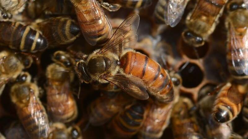 ON THE MOVE AGAIN: NSW beekeeping services have been given the green light once again after a varroa mite outbreak was detected in Newcastle in June. PHOTO: File