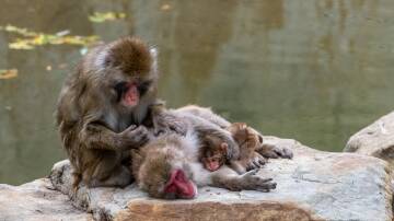MONKEY BUSINESS: The Japanese macaques are a pride and joy of the Launceston community. Picture: Paul Scambler