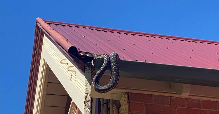 An approximately 7-foot python hanging out in the gutter of a Riverina property on Monday. Picture contributed