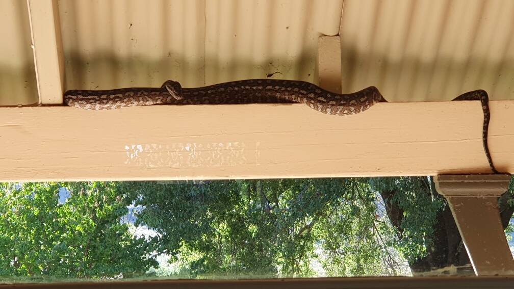 Richard Wilton spotted the approximately seven-foot python was spotted curled up on a cross-beam under the verandah on Monday morning. Picture contributed