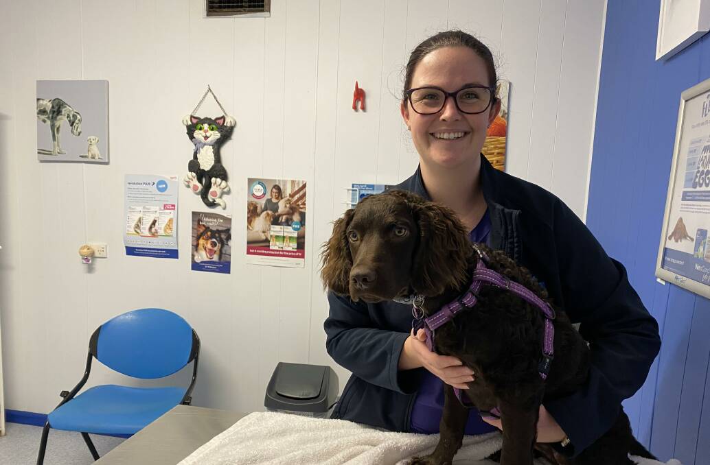 THE JAB: Vet nurse Samantha Blomeley says vaccination is the best way to protect your furry friend from the deadly parvovirus. PHOTO: Vincent Dwyer