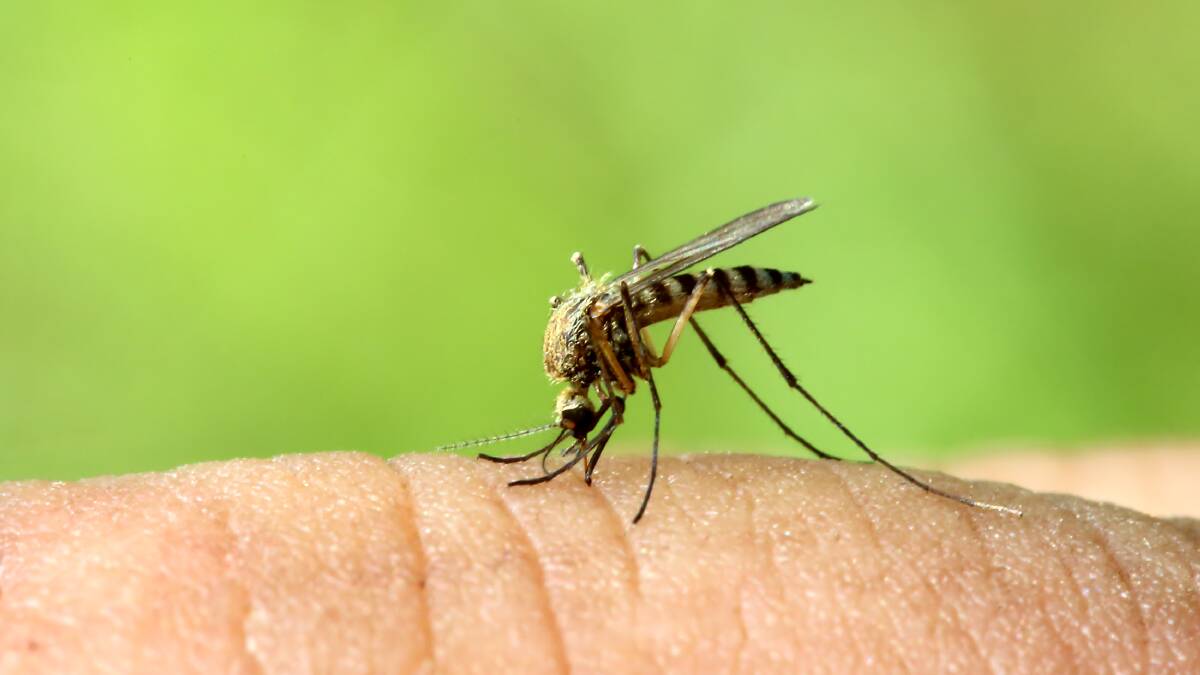 THE JAB: Japanese Encephalitis virus is transferred to humans and animals via infected mosquitos. PHOTO: File
