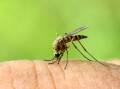 THE JAB: Japanese Encephalitis virus is transferred to humans and animals via infected mosquitos. PHOTO: File