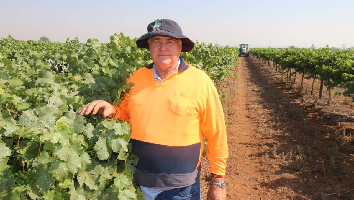 CHANGING IT UP: Riverina Winegrape Growers' Bruno Brombal says the workshop will suggest alternatives for struggling farmers if they were interested. PHOTO: File