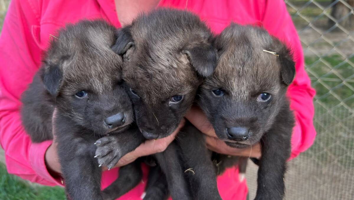 PUPS: Maned Wolf pups Raul, Renada and Eberardo are the latest success story from Altina Wildlife Park's conservation efforts to save the species. PHOTO: Contributed