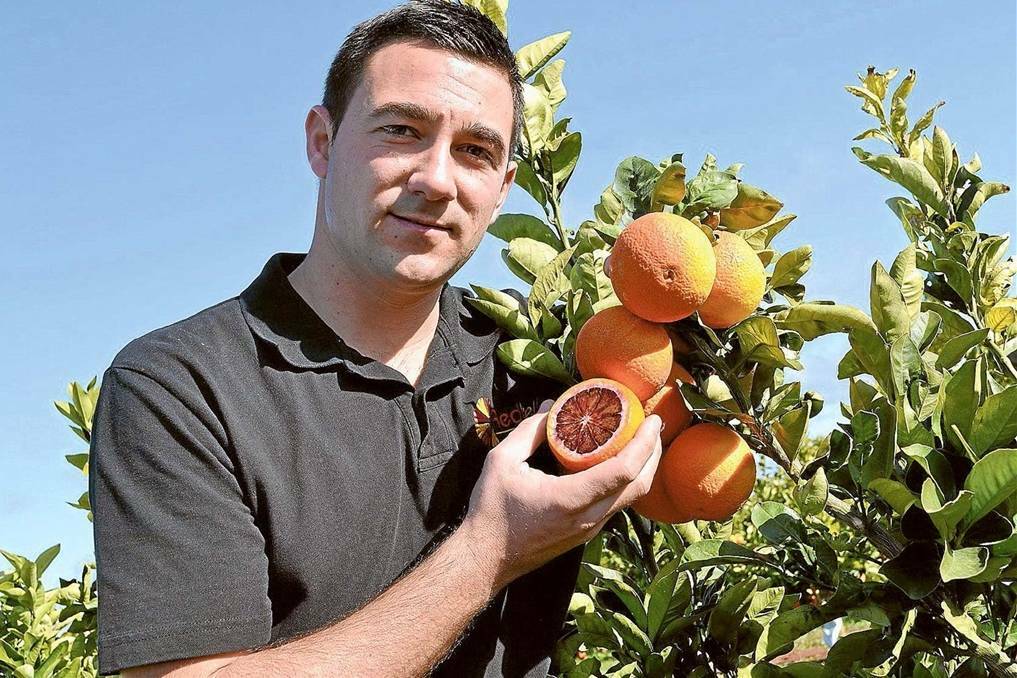 Chairman of the Griffith citrus growers association, Vito Mancini. Picture, file