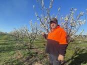Yenda prune farmer Peter Raccanello says he is concerned about potential further restgrictions as a result of the Varroa mite outbreak, with many crops such as plums and prunes now in need of pollination. Picture by Allan Wilson