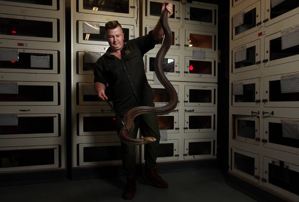 Deadly: Zac Bower with Angus, a King Brown snake, at Australian Reptile Park. Picture: Simone De Peak