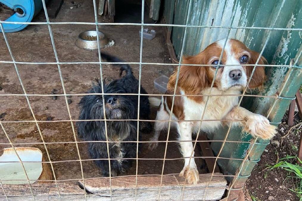 NEW HOME: The charity Brightside Animal Sanctuary bought these two dogs from Mrs Duff last week, along with three others. Picture: Supplied