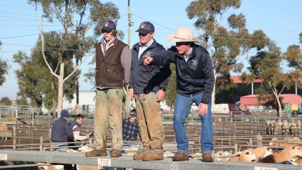 FROM THE CATWALK: Action from the Griffith sheep and lamb sale. Picture: File image