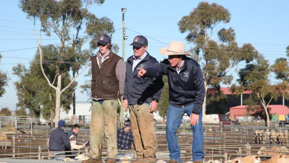 FROM THE CATWALK: Livestock agents and auctioneers take the bids during the Griffith sheep and lamb market. Picture: File image