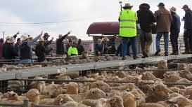 TAKING THE BIDS: Action from the catwalk at the Griffith sheep and lamb market. 