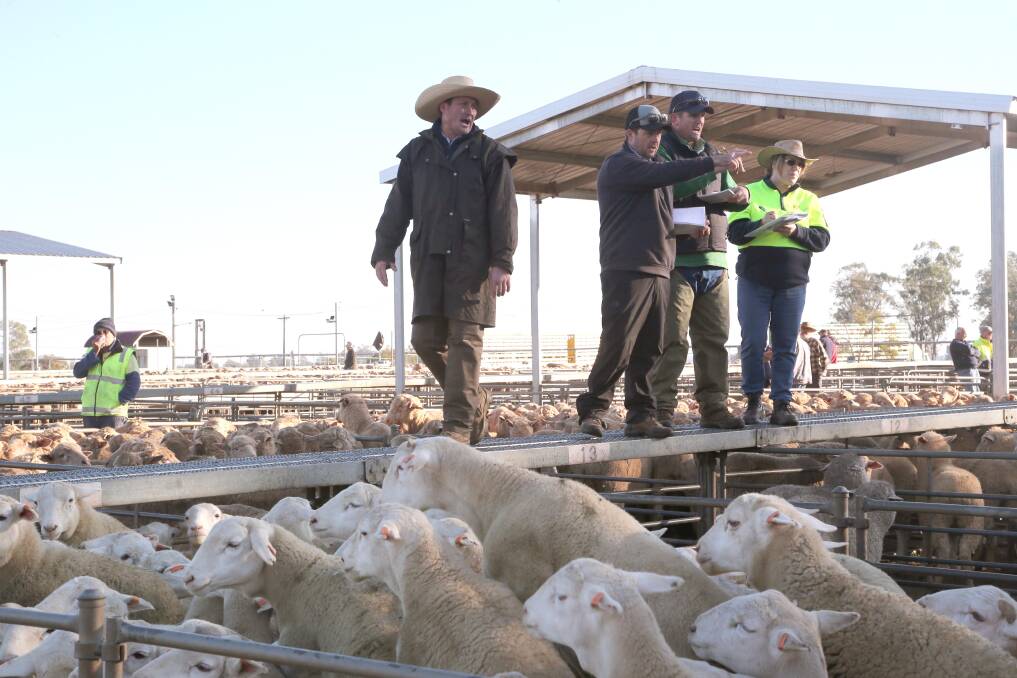 Livestock agents take the bids at the Griffith sheep and lamb market. 
