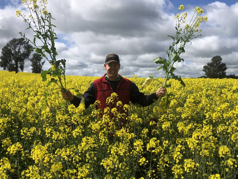 FIELDS OF GOLD: Marrar farmer Ben Langtry, "Marravale", is thrilled with how winter crops are looking this year. Picture: Nikki Reynolds 