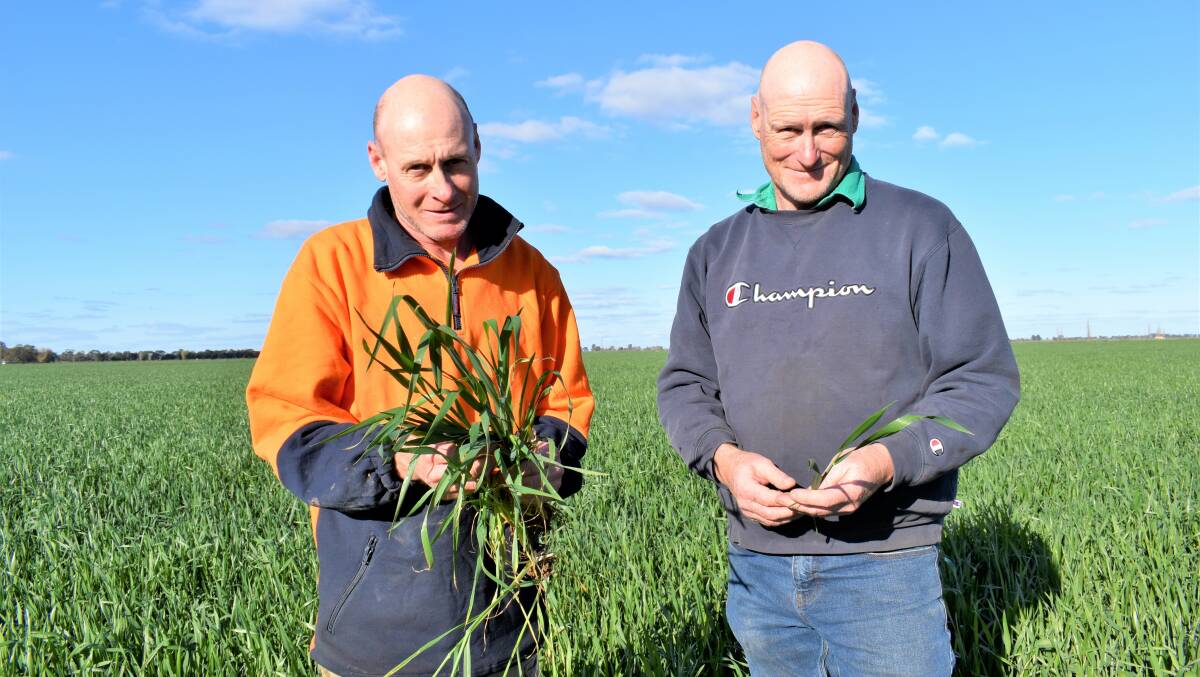 BROTHERS: Rice growers Shane and Damian Mannes had the highest medium grain yields in the Coleambally Irrigation Area. PHOTO: Kenji Sato