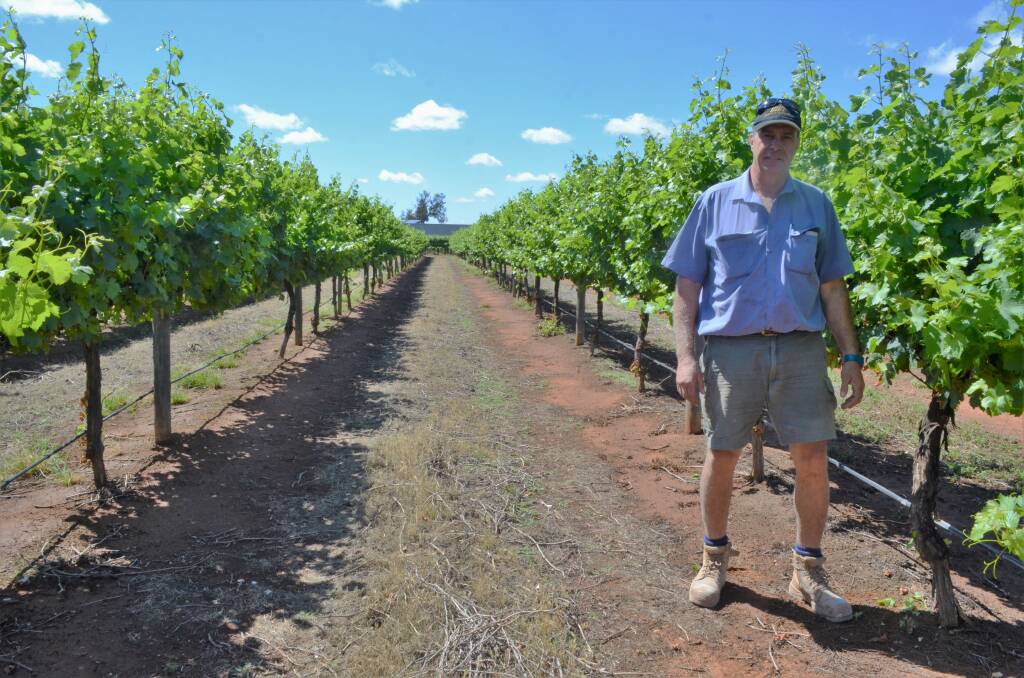 INDUSTRY WOES: Robert Bellato is a grape grower who thinks the wine industry desperately needs to be fixed. Picture: Kenji Sato