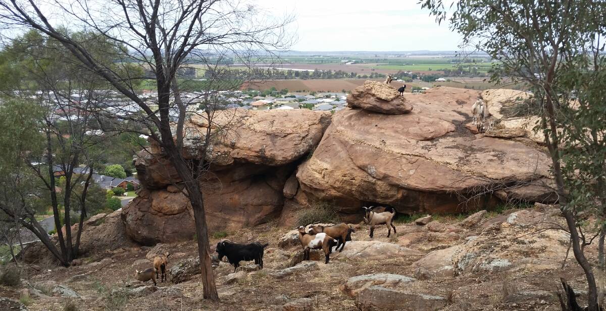 GOAT PROBLEM: The goats were spotted enjoying the view over at Scenic Hill near Hermit's Cave. Picture: Kenji Sato