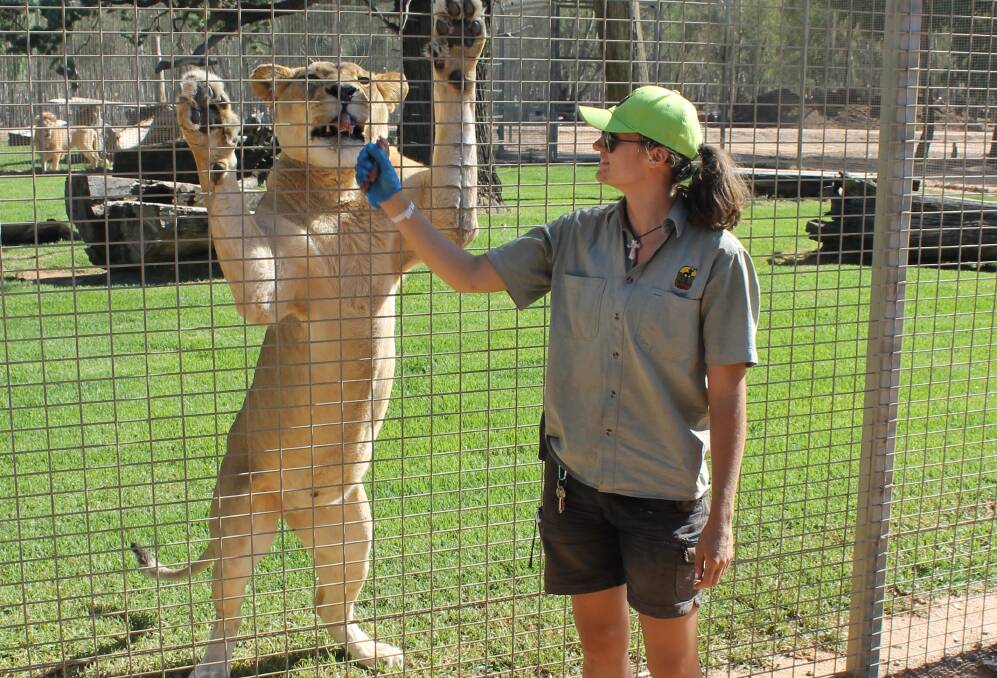 CRAZY CAT LADY: Alyssa Neal's favourite part of the day is feeding the lions at Altina Wildlife Park. She's been working there for three and a half years, and she's relished every minute of it. PHOTO: Hannah Goody