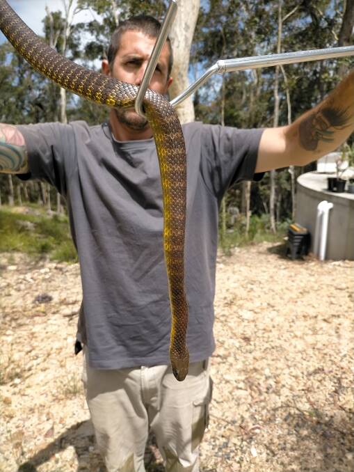Snake catcher Brendan Smith holding a tiger snake. 