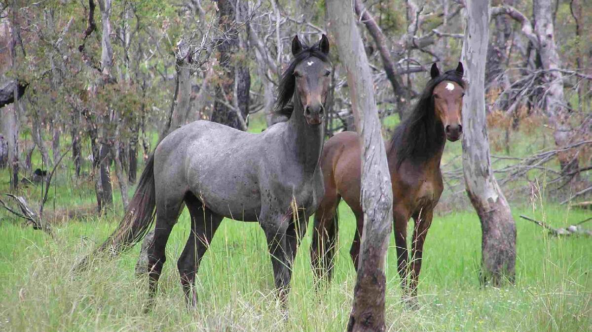DOG POISONING: Horses from the Northern Territory are firming as the prime suspect in a dog poisoning outbreak in Victoria. Picture: Queensland government. 