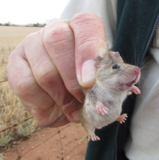 Mus musculus also known as the house mouse. File photo.