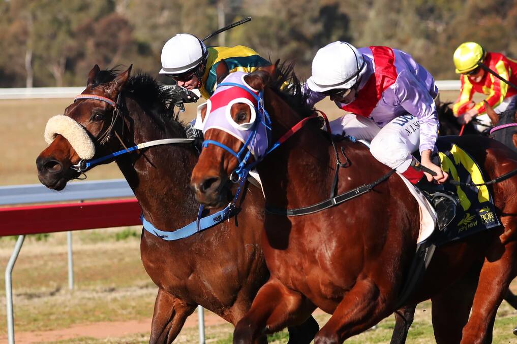FINALIST: Narrandera Cup winner Itsa Fait Accompli has been named a finalist for the SDRA Horse of the Year award. Picture: Emma Hillier