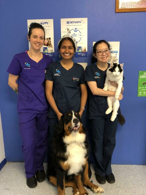 LIFE SAVERS: Vet nurse Maria Bowe, vet Raiyan Shahab and vet Belle Liang from the Grifith Veterinary Hospital. PHOTO: Kat Vella
