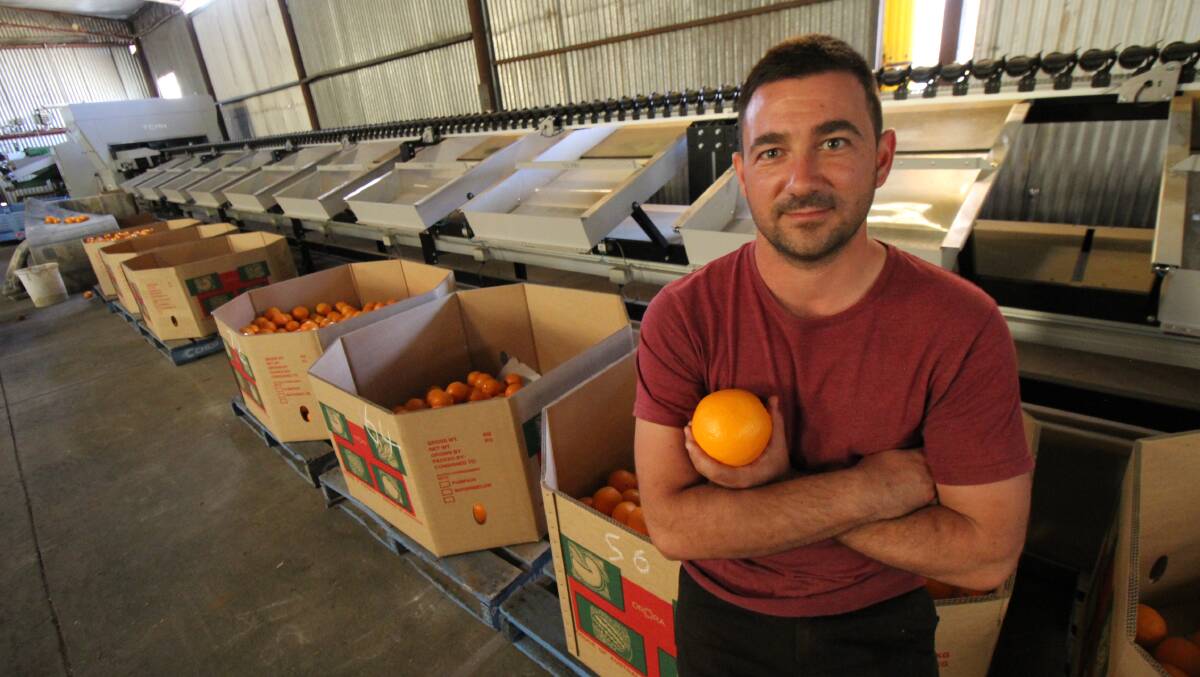 LOSSES: Vito Mancini says citrus growers in the region are anticipating worker shortages will play a significant role in the industry as the year progresses. PHOTO: File