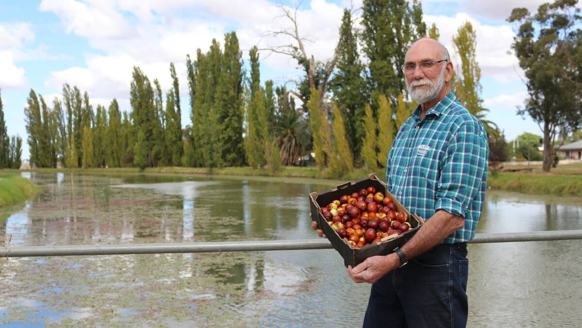 Irrigator: Roy Duffell believes Chinese dates are a regional super fruit. PHOTO: Reuben Wylie 