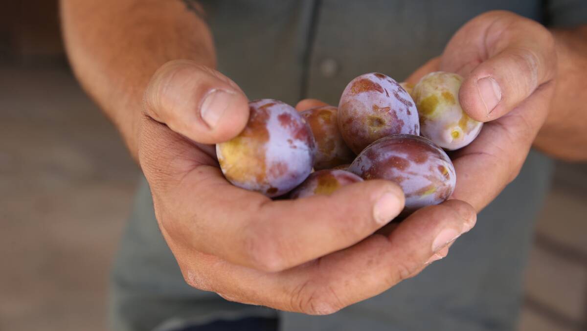Future prunes: Plums soon to receive prune status once they have been dried. Picture: Anthony Stipo. 