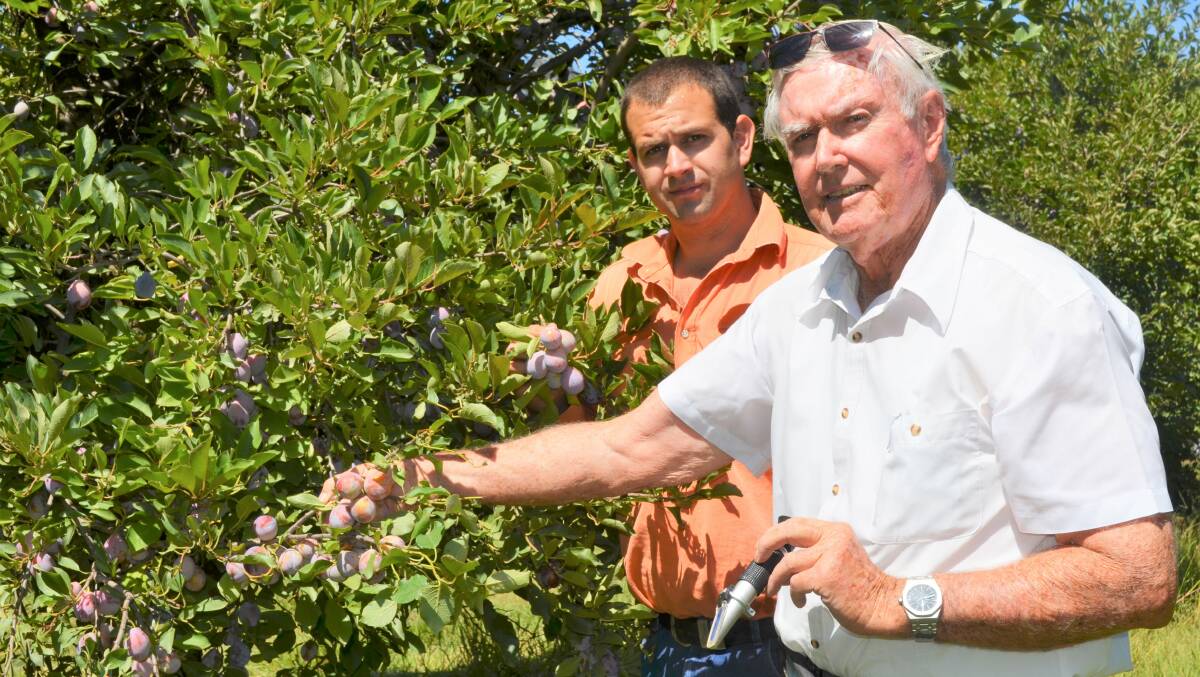 Prune farmer: Bruce Gowrie-Smith tests the sugar of his prunes with Scott Beaumont. Picture: Reuben Wylie 